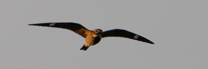 13173050_1719186565006184_5154183620726242012_o