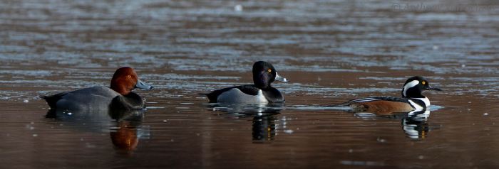 14163646_1762864920638348_69637202_o