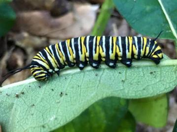 14233245_10209556476561665_7169516148720516931_n